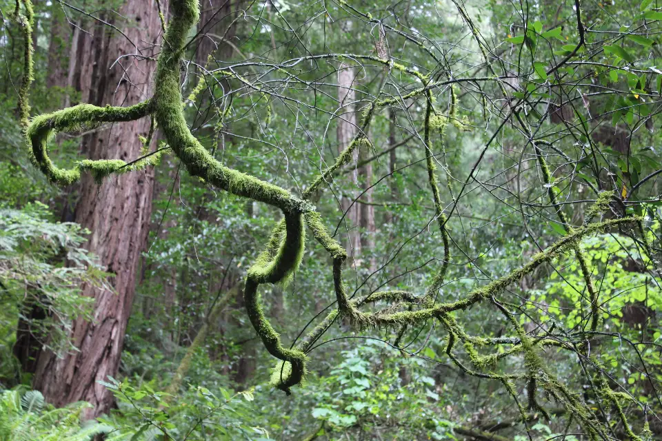 Tronco coberto de musgo em floresta sempre verde